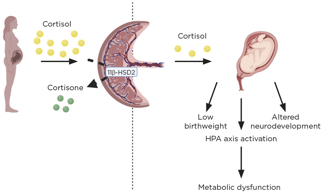 Maternal blood cortisol (yellow circles) reaches the placenta where it is partially metabolised by 11β-HSD2 into the inactive cortisone (green circles). An increase in cortisol transfer to the fetus (due to increased maternal levels, or reduced inactivation) results in low birthweight, long term activation of the HPA and alterations in development of the limbic system. This links the in utero environment with adult health and disease. Figure created with BioRender.com