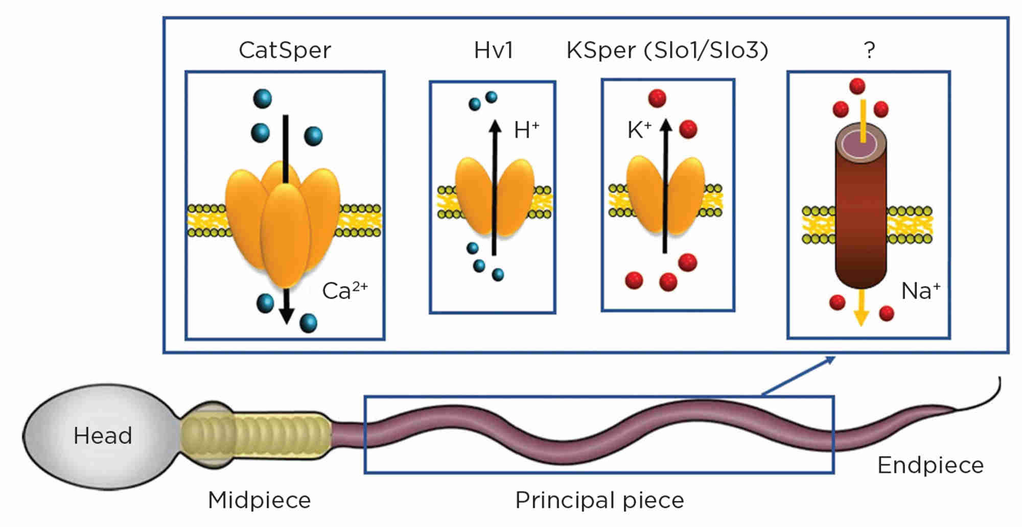 Figure schematic showing the ion channels of the human sperm flagellum